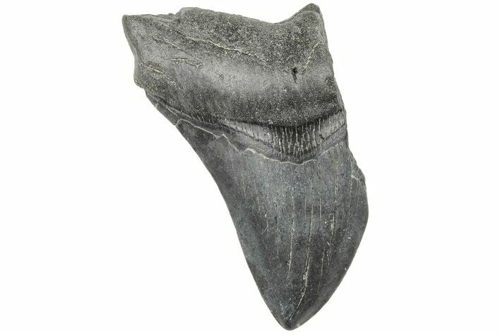 Partial Megalodon Tooth #194045